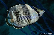 Chaetodon-striatus-Bonaire Coco Beach-31m-20180217-Denis-ADER-DSC_6305_tn